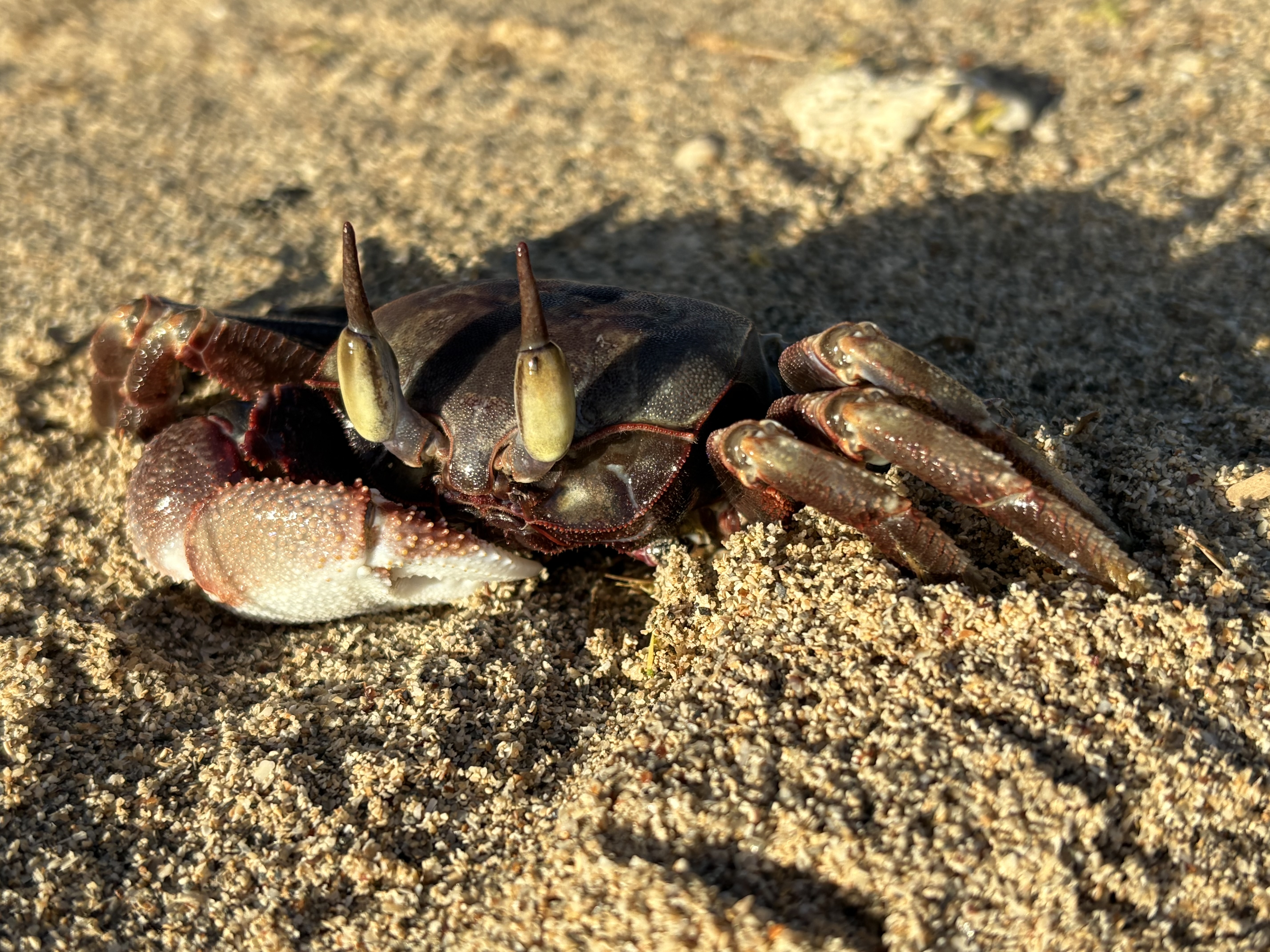 (6mm f/1.4 1/830s ISO50) Crab gazing into the morning sun